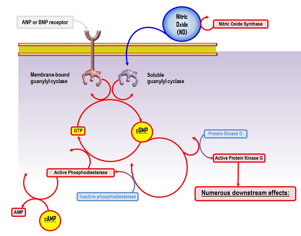 Cyclic GMP (cGMP) Deranged Physiology